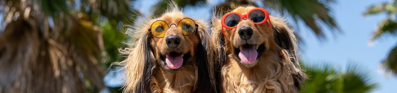 ferienhaus urlaub mit hund